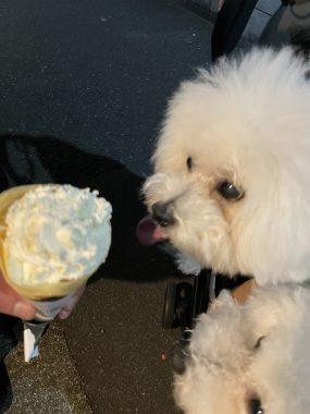 ビションフリーゼ　おもち  二子玉のイベント行ってきました！ IMG_0984-scaled-e1762176336316-285x380