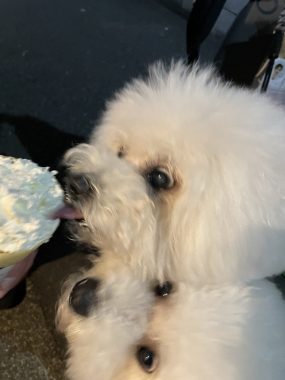 ビションフリーゼ　おもち  二子玉のイベント行ってきました！ IMG_0985-scaled-e1762176368716-285x380