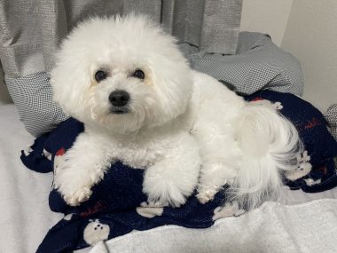 ビションフリーゼ　おもち  二子玉のイベント行ってきました！ IMG_0994-380x285