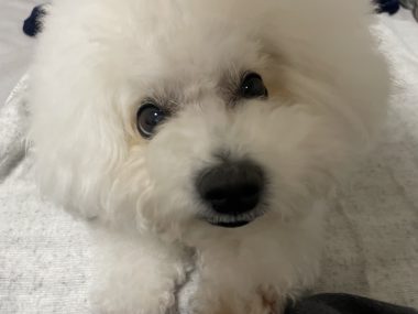 ビションフリーゼ　おもち  二子玉のイベント行ってきました！ IMG_0996-380x285