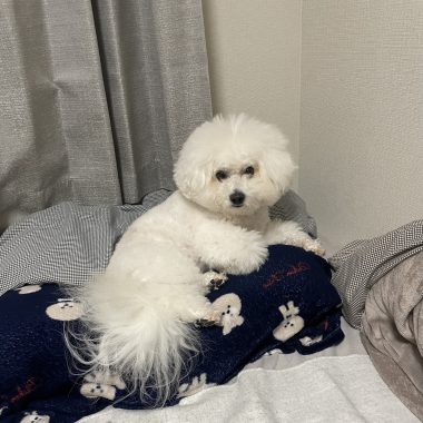 ビションフリーゼ　おもち  二子玉のイベント行ってきました！ IMG_0997-380x380