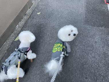 ビションフリーゼ　おもち  うひひ♪マルテのスリッカー！ IMG_0998-380x285