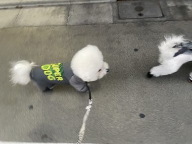 ビションフリーゼ　おもち  うひひ♪マルテのスリッカー！ IMG_1001-380x285