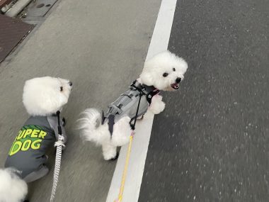 ビションフリーゼ　おもち  うひひ♪マルテのスリッカー！ IMG_1002-380x285