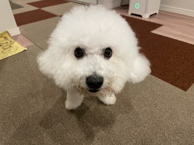 ビションフリーゼ　おもち  うひひ♪マルテのスリッカー！ IMG_1004-380x285