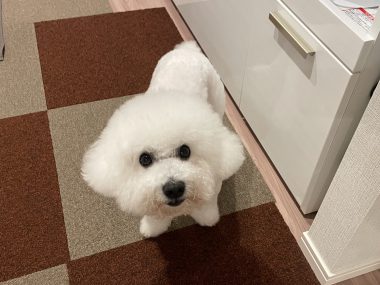 ビションフリーゼ　おもち  うひひ♪マルテのスリッカー！ IMG_1005-380x285