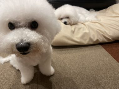 ビションフリーゼ　おもち  うひひ♪マルテのスリッカー！ IMG_1006-380x285