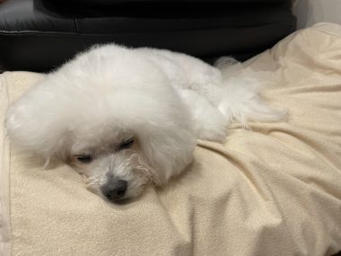 ビションフリーゼ　おもち  うひひ♪マルテのスリッカー！ IMG_1007-380x285