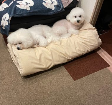 ビションフリーゼ　おもち  うひひ♪マルテのスリッカー！ IMG_1008-380x357