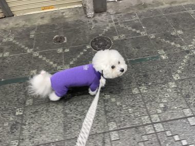 ビションフリーゼ　おもち  いつかのちょっと IMG_1018-380x285