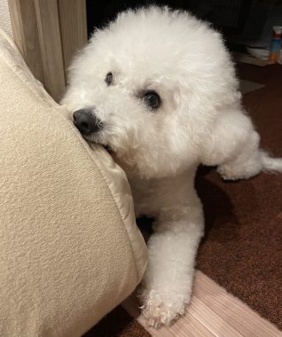 ビションフリーゼ　おもち  いつかのちょっと IMG_1021-318x380