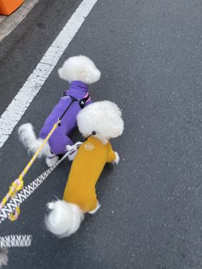 ビションフリーゼ　おもち  偶然ってすごい！ IMG_1043-scaled-e1762959789960-285x380