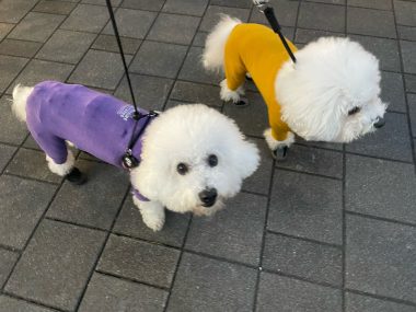 ビションフリーゼ　おもち  偶然ってすごい！ IMG_1044-380x285