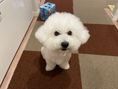 ビションフリーゼ　おもち  偶然ってすごい！ IMG_1048-380x285