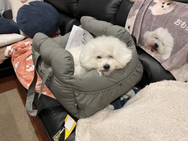 ビションフリーゼ　おもち  偶然ってすごい！ IMG_1049-380x285