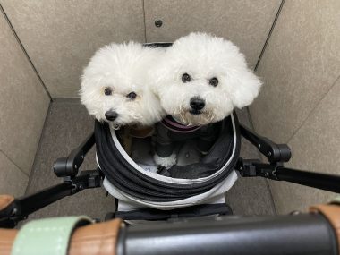 ビションフリーゼ　おもち  鼻の脂肪溶解とシミ取りとか IMG_1051-380x285