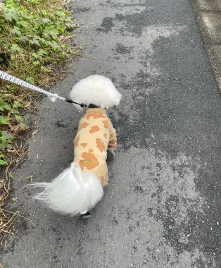 ビションフリーゼ　おもち  鼻の脂肪溶解とシミ取りとか IMG_1052-314x380