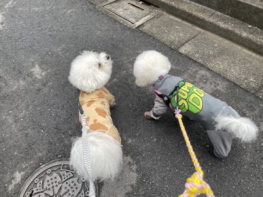 ビションフリーゼ　おもち  鼻の脂肪溶解とシミ取りとか IMG_1053-380x285