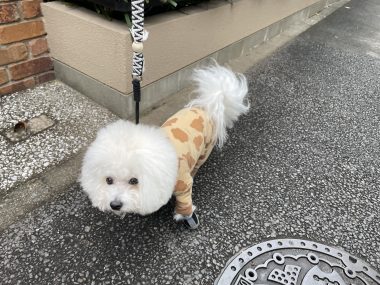 ビションフリーゼ　おもち  鼻の脂肪溶解とシミ取りとか IMG_1054-380x285