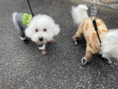 ビションフリーゼ　おもち  鼻の脂肪溶解とシミ取りとか IMG_1055-380x285