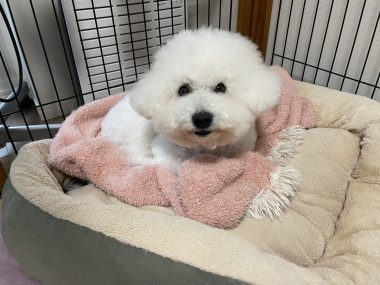 ビションフリーゼ　おもち  鼻の脂肪溶解とシミ取りとか IMG_1056-380x285