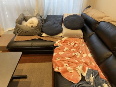 ビションフリーゼ　おもち  鼻の脂肪溶解とシミ取りとか IMG_1057-380x285