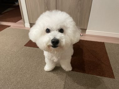 ビションフリーゼ　おもち  鼻の脂肪溶解とシミ取りとか IMG_1059-380x285