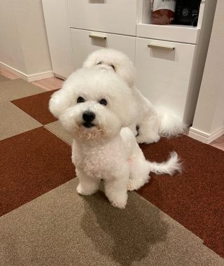 ビションフリーゼ　おもち  鼻の脂肪溶解とシミ取りとか IMG_1060-320x380