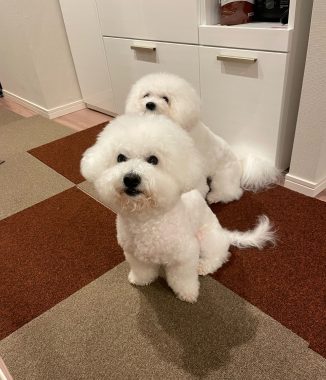 ビションフリーゼ　おもち  鼻の脂肪溶解とシミ取りとか IMG_1061-326x380