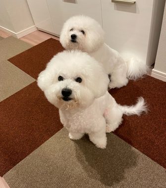 ビションフリーゼ　おもち  鼻の脂肪溶解とシミ取りとか IMG_1062-335x380