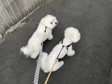 ビションフリーゼ　おもち  おもちふく 11月15日(土曜) IMG_1064-380x285