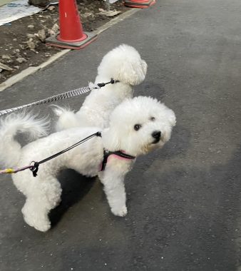 ビションフリーゼ　おもち  おもちふく 11月15日(土曜) IMG_1066-338x380