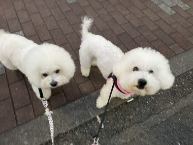 ビションフリーゼ　おもち  おもちふく 11月15日(土曜) IMG_1069-380x285