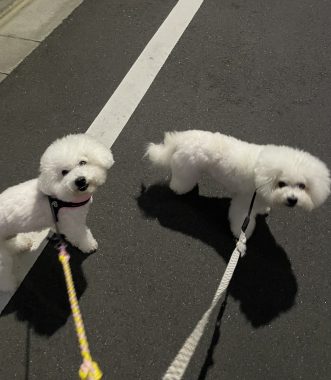 ビションフリーゼ　おもち  おもちふく 11月15日(土曜) IMG_1071-331x380