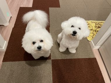 ビションフリーゼ　おもち  おもちふく 11月15日(土曜) IMG_1072-380x285