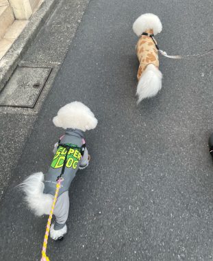 ビションフリーゼ おもち おもふくおじさんぽ彡 IMG_1090-311x380 ビションフリーゼ おもち おもふくおじさんぽ彡 IMG_1090-311x380