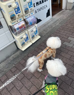 ビションフリーゼ おもち おもふくおじさんぽ彡 IMG_1092-298x380 ビションフリーゼ おもち おもふくおじさんぽ彡 IMG_1092-298x380