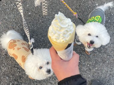 ビションフリーゼ おもち おもふくおじさんぽ彡 IMG_1095-380x285 ビションフリーゼ おもち おもふくおじさんぽ彡 IMG_1095-380x285