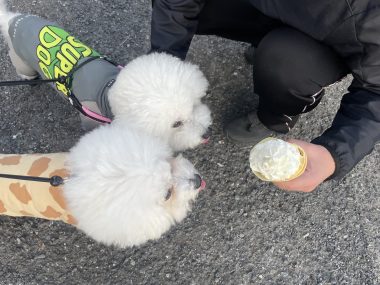 ビションフリーゼ おもち おもふくおじさんぽ彡 IMG_1096-380x285 ビションフリーゼ おもち おもふくおじさんぽ彡 IMG_1096-380x285