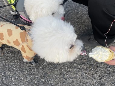 ビションフリーゼ おもち おもふくおじさんぽ彡 IMG_1098-380x285 ビションフリーゼ おもち おもふくおじさんぽ彡 IMG_1098-380x285