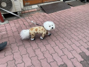 ビションフリーゼ おもち おもふくおじさんぽ彡 IMG_1105-380x285 ビションフリーゼ おもち おもふくおじさんぽ彡 IMG_1105-380x285