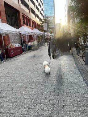 ビションフリーゼ おもち おもふくおじさんぽ彡 IMG_1107-285x380 ビションフリーゼ おもち おもふくおじさんぽ彡 IMG_1107-285x380