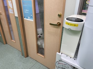 ビションフリーゼ　おもち  11月19日(水曜) おもちマッサージ IMG_1124-380x285