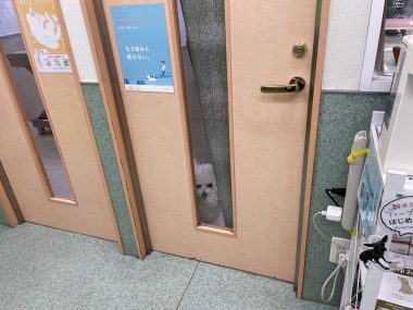 ビションフリーゼ　おもち  11月19日(水曜) おもちマッサージ IMG_1126-380x285