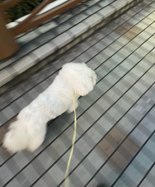 ビションフリーゼ　おもち  11月19日(水曜) おもちマッサージ IMG_1127-315x380