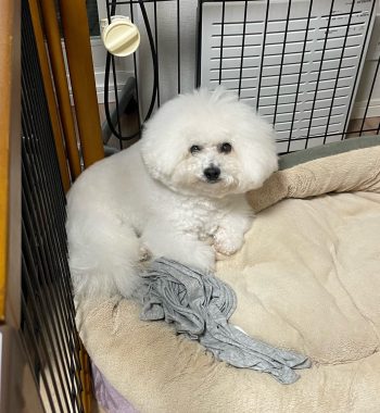 ビションフリーゼ　おもち  11月19日(水曜) おもちマッサージ IMG_1129-350x380