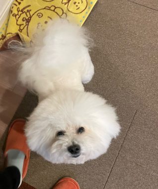 ビションフリーゼ　おもち  11月19日(水曜) おもちマッサージ IMG_1132-318x380