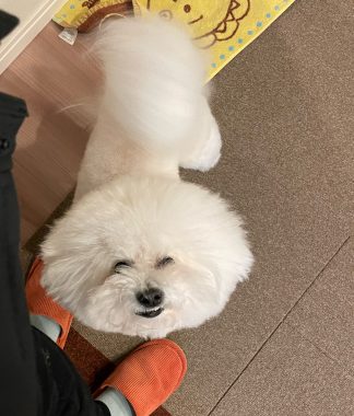 ビションフリーゼ　おもち  11月19日(水曜) おもちマッサージ IMG_1133-324x380