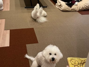 ビションフリーゼ　おもち  11月19日(水曜) おもちマッサージ IMG_1134-380x285