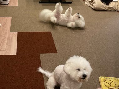 ビションフリーゼ　おもち  11月19日(水曜) おもちマッサージ IMG_1136-380x285